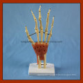 Desk Type Model Natural Size Hand Joint Skeleton Model with Ligaments